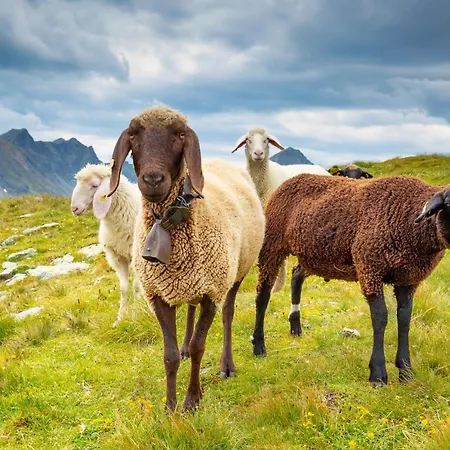 Neues Luxus Apartment Dachstein - Ramsau Am Dachstein - Direkt An Der Loipe *